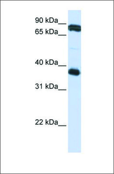 Anti-GP6 antibody produced in rabbit affinity isolated antibody