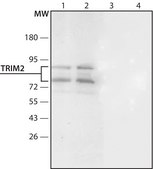 Anti-TRIM2 antibody produced in rabbit ~1.5 mg/mL