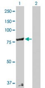 Anti-COG2 antibody produced in rabbit purified immunoglobulin, buffered aqueous solution