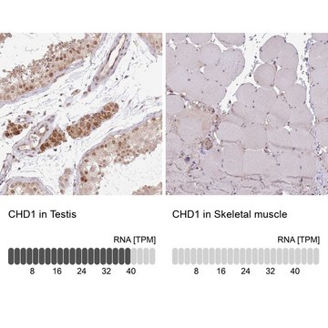 Anti-CHD1 antibody produced in rabbit Prestige Antibodies&#174; Powered by Atlas Antibodies, affinity isolated antibody, buffered aqueous glycerol solution