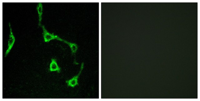 Anti-CDH10 antibody produced in rabbit affinity isolated antibody