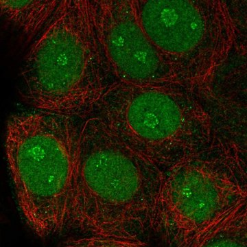 Anti-TSSC1 antibody produced in rabbit Prestige Antibodies&#174; Powered by Atlas Antibodies, affinity isolated antibody