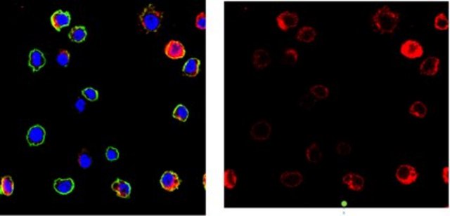 Anti-Cathepsin G Antibody, clone AHN-11, Ascites Free clone AHN-11, from mouse