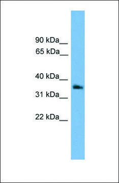 Anti-GNB4 antibody produced in rabbit affinity isolated antibody