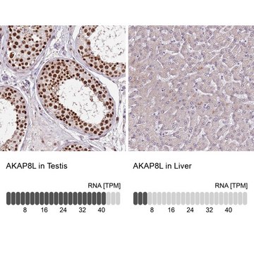 Anti-AKAP8L antibody produced in rabbit Prestige Antibodies&#174; Powered by Atlas Antibodies, affinity isolated antibody, buffered aqueous glycerol solution