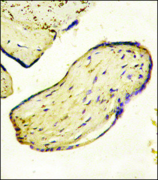 ANTI-CD73 (NT5E)(C-TERMINAL) antibody produced in rabbit IgG fraction of antiserum, buffered aqueous solution