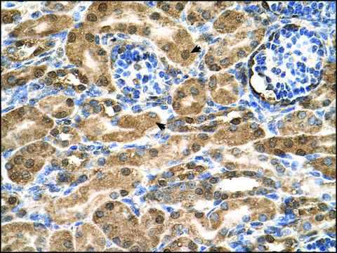 Anti-SDF2 antibody produced in rabbit IgG fraction of antiserum