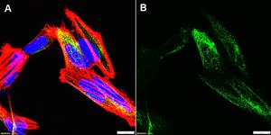 Anti-C9orf72 Long form Antibody, clone 1O5 ZooMAb® Rabbit Monoclonal recombinant, expressed in HEK 293 cells