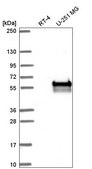 Anti-CERK antibody produced in rabbit Prestige Antibodies® Powered by Atlas Antibodies, affinity isolated antibody