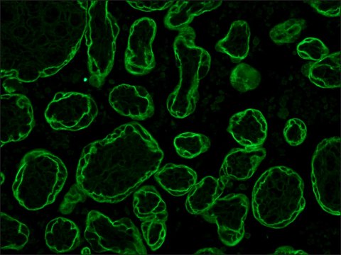 Monoclonal Anti-Cytokeratin, pan antibody produced in mouse clone C-11, ascites fluid