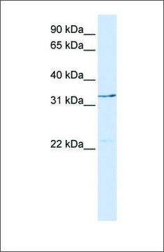 Anti-GTF2E2 antibody produced in rabbit affinity isolated antibody