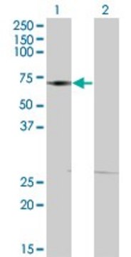 ANTI-DMAP1 antibody produced in mouse clone 1A5, purified immunoglobulin, buffered aqueous solution