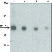 Monoclonal Anti-RNF4 antibody produced in mouse clone RN.4, purified from hybridoma cell culture