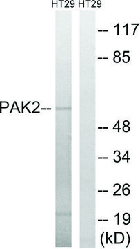 Anti-PAK2 antibody produced in rabbit affinity isolated antibody