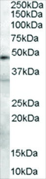 Anti-Plasminogen Activator/PLAU antibody produced in goat affinity isolated antibody, buffered aqueous solution