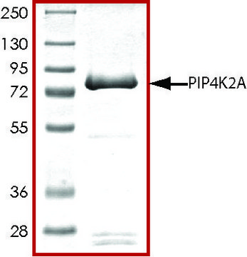 PIP4K2A, active, GST tagged human PRECISIO&#174;, recombinant, expressed in baculovirus infected Sf9 cells, &#8805;70% (SDS-PAGE), buffered aqueous glycerol solution