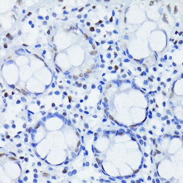 Anti-HIF1&#946;/ARNT antibody produced in rabbit