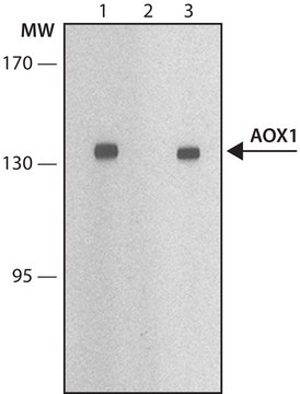 Anti-AOX1 antibody, Mouse monoclonal clone AO15, purified from hybridoma cell culture