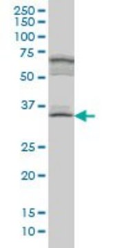 Monoclonal Anti-MYOZ1, (C-terminal) antibody produced in mouse clone 1E8, ascites fluid