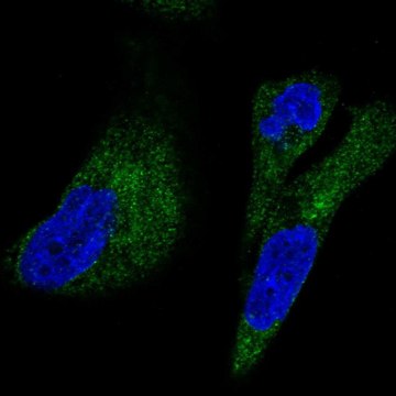 Anti-UFD1L antibody produced in rabbit Prestige Antibodies&#174; Powered by Atlas Antibodies, affinity isolated antibody