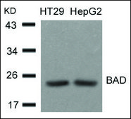 Anti-BAD (Ab-136) antibody produced in rabbit affinity isolated antibody