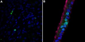 抗-Ki67抗体，克隆1O15，ZooMAb®兔单克隆抗体 recombinant, expressed in HEK 293 cells