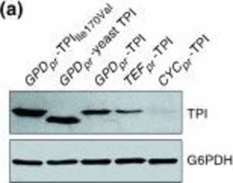 Anti-Glucose-6-Phosphate Dehydrogenase (G-6-PDH) antibody produced in rabbit IgG fraction of antiserum, lyophilized powder