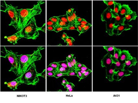 Anti-LAP2 Antibody from rabbit, purified by affinity chromatography