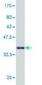 ANTI-HNF4A antibody produced in mouse clone 3C6, purified immunoglobulin, buffered aqueous solution