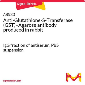 抗 谷胱甘肽-S-转移酶 IgG fraction of antiserum, PBS suspension