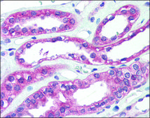 Anti-ARHGEF17 / TEM4 antibody produced in rabbit affinity isolated antibody