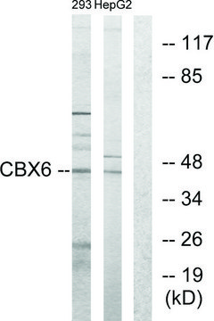 Anti-CBX6 antibody produced in rabbit affinity isolated antibody