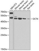 Anti-OCT4 antibody produced in rabbit