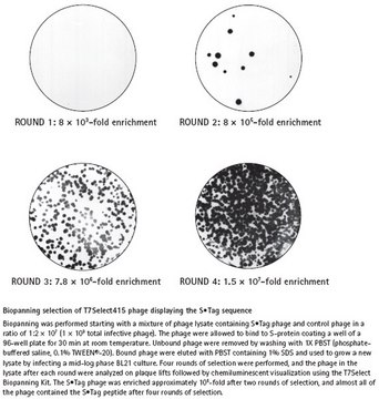 T7Select&#174; Biopanning Kit Matched reagents for selecting binders from T7Select libraries