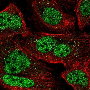 Anti-ZNF638 antibody produced in rabbit Prestige Antibodies&#174; Powered by Atlas Antibodies, affinity isolated antibody