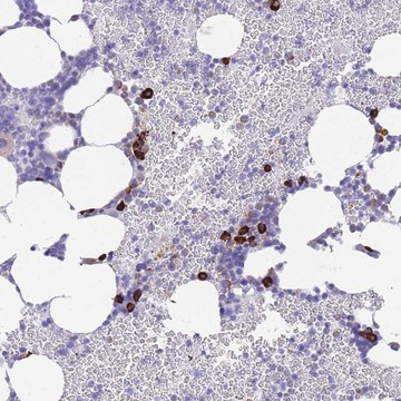 Anti-ZFP62 antibody produced in rabbit Prestige Antibodies&#174; Powered by Atlas Antibodies, affinity isolated antibody, buffered aqueous glycerol solution