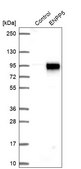 Anti-ENPP5 antibody produced in rabbit Prestige Antibodies® Powered by Atlas Antibodies, affinity isolated antibody, buffered aqueous glycerol solution