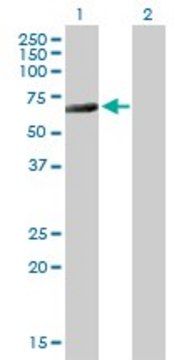 Anti-CTBP2 antibody produced in mouse purified immunoglobulin, buffered aqueous solution