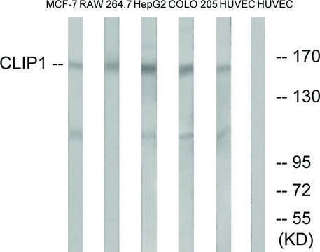 Anti-CLIP1, C-Terminal antibody produced in rabbit affinity isolated antibody