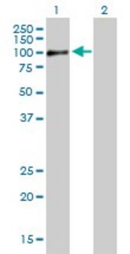 Anti-RAB11FIP5 antibody produced in mouse purified immunoglobulin, buffered aqueous solution