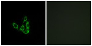 Anti-GCNT3 antibody produced in rabbit affinity isolated antibody