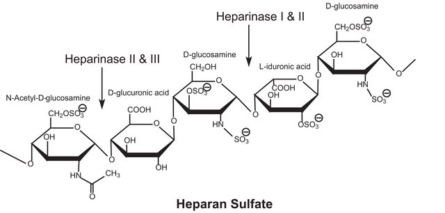 肝素酶 I 来源于肝素黄杆菌 Lyophilized powder stabilized with approx. 25% bovine serum albumin, &#8805;200&#160;units/mg protein (enzyme + BSA)