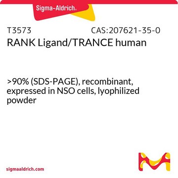 RANK Ligand/TRANCE human &gt;90% (SDS-PAGE), recombinant, expressed in NSO cells, lyophilized powder