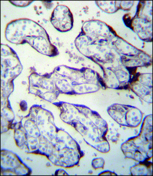 ANTI-LOXL3 (C-TERM) antibody produced in rabbit IgG fraction of antiserum, buffered aqueous solution