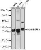 Anti-U1A/SNRPA antibody produced in rabbit