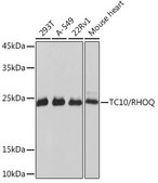 Anti-TC10/RHOQ antibody produced in rabbit