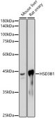 Anti-HSD3B1 Antibody, clone 3F2Z7, Rabbit Monoclonal