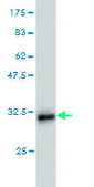 ANTI-LMO3 antibody produced in mouse clone 3G7, purified immunoglobulin, buffered aqueous solution