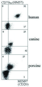 Monoclonal Anti-CD20 antibody produced in mouse clone MEM-97, purified immunoglobulin, buffered aqueous solution