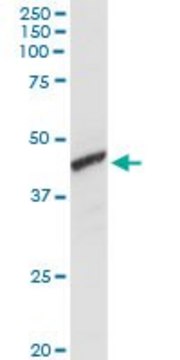 Anti-ADH1C antibody produced in rabbit purified immunoglobulin, buffered aqueous solution